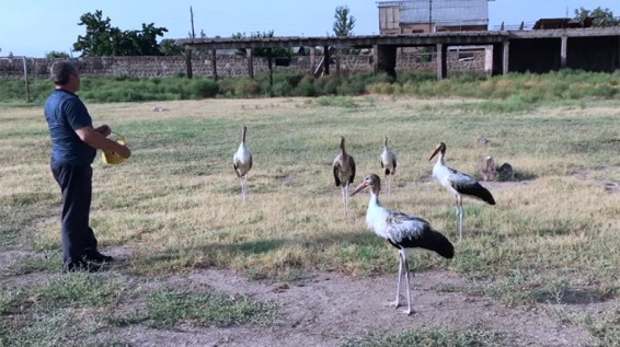 Video. Իսկ կառավարությունը համեստորեն անգործ է
