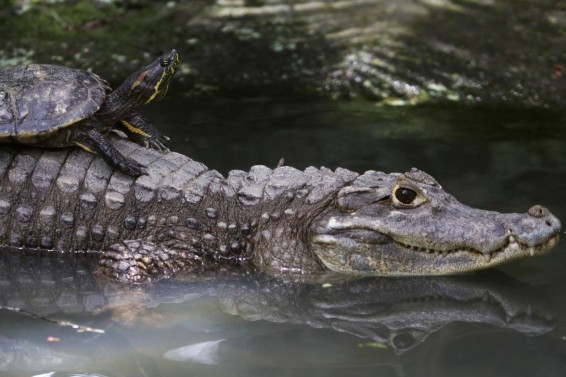 ԱՄՆ-ում կոկորդիլոսը կերել է 45 կգ կշռող փիթբուլին