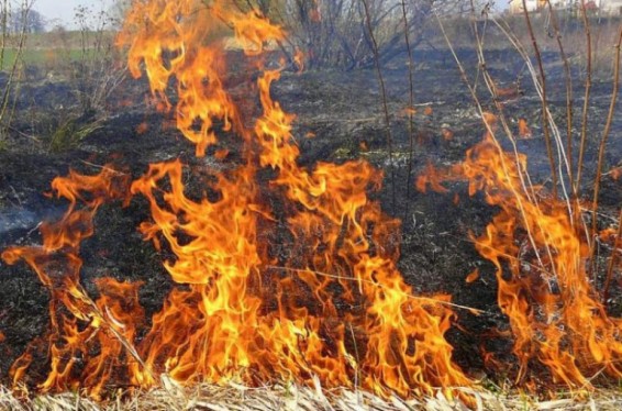 Վայոց ձորի մարզի Սարավան գյուղում օգոստոսի 27-ից այրվում է անտառածածկ տարածք