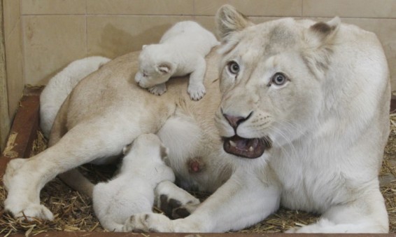 Բրիտանական կենդանաբանական այգում եռյակ կորյուններ են ծնվել