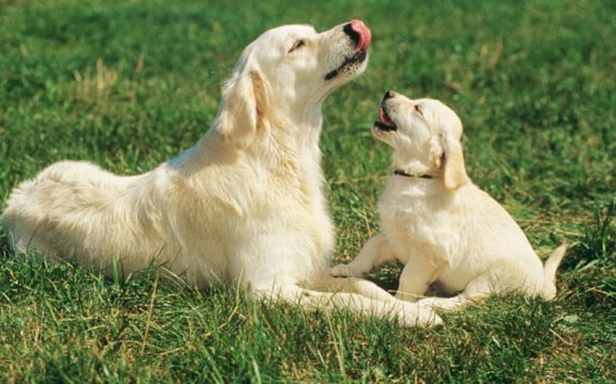 Գիտնականները հաջողել են երկարացնել տնային կենդանիների կյանքը