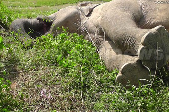 Շրի Լանկայում գնացքը հարվածել է 4 փղի