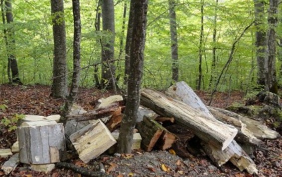 Վանաձորում ապօրինի ծառահատման դեպքի առթիվ հարուցվել է քրեական գործ