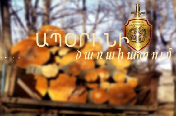 Սևանի 41-ամյա բնակիչը սոճիներ է հատել «Սևան» ազգային պարկի տարածքից