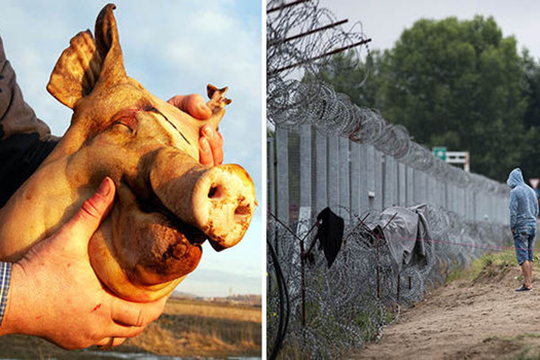 Հունգարիայում առաջարկել են ներգաղթյալներին վախեցնել խոզի գլուխներով