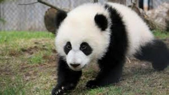 Չինաստանում մեծ պանդայի ձագ է ծնվել