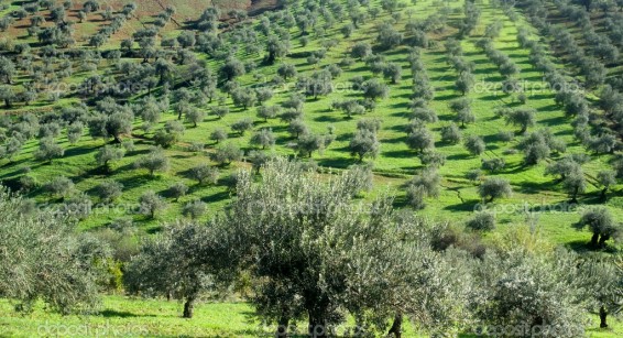 Իսրայելի հյուսիսում ձիթապտղի հնագույն պլանտացիա է հայտնաբերվել