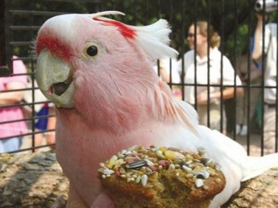 83 տարեկանում սատկել է աշխարհի ամենածեր կակադուներից մեկը