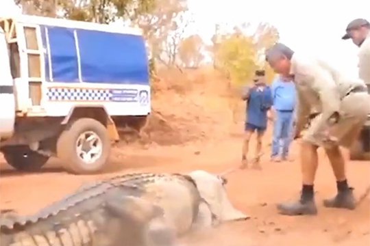 Ավստրալիայում բռնել են կովերին սպանող կոկորդիլոսին