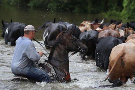 Լուիզիանայում ջրհեղեղից վնասը գերազանցել է 8.7 միլիարդ դոլարը