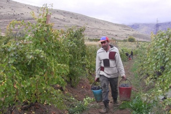 Հակառակորդի կրակոցի տակ, մի քանի հարյուր մետր հեռավորության վրա․ սահմանապահ գյուղերում խաղողաքաղը մեկնարկել է