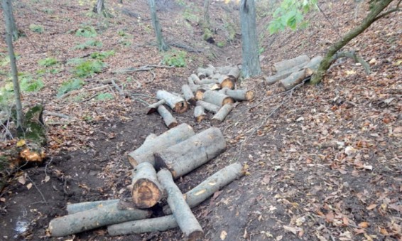 Տաշիրում անտառագողերը բերման են ենթարկվել ոստիկանություն