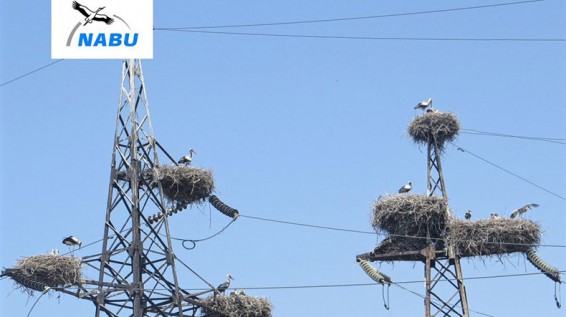 В Араратской области Армении оперение загрязнено почти у 60% аистов