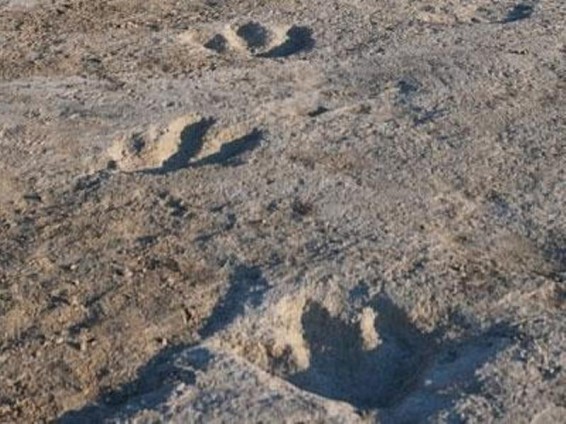 Գոբի անապատում գտել են դինոզավրի հսկայական հետքեր