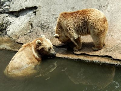 Hraparak: В Ереванском зоопарке гибнут животные