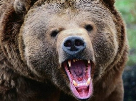 ԱՄՆ-ում տղամարդը ողջ է մնացել երկու արջի հետ գոտեմարտում