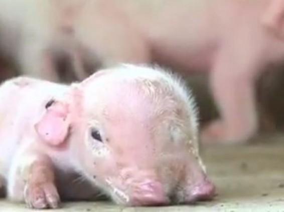 Չինաստանում երեք աչքով եւ երկու քթով գոճի է ծնվել