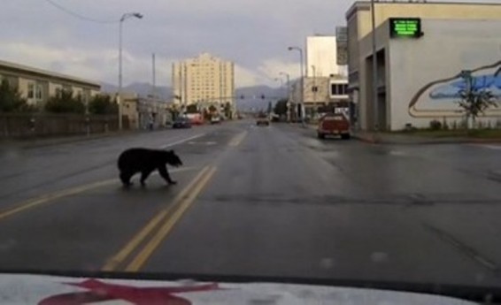 Թբիլիսիում երրորդ օրն է՝ փրկարարներն արջ են փնտրում