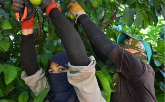 Թուրքիայում մահացած գաղթական աշխատավորների 62 տոկոսը սիրիացիներ են