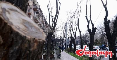 «Ժողովուրդ». 82 մլն 168 հազար դրամ 1080 ծառի համար, որից տնկվել է մոտ 400-ը․ Երեւանի իշխանությունները ձախողել են