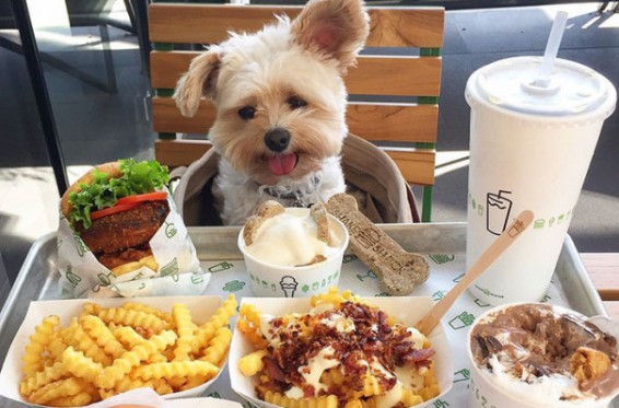 Մանչեսթերում շուտով կբացվի հատուկ շների համար նախատեսված առաջին սրճարանը