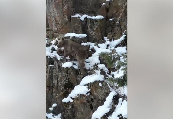 Зимняя прогулка бурых медведей попала на камеру в Армении