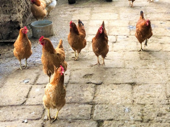 Շիրակի մարզում գողացել են գյուղացու աքլորներն ու հավերը․ պատճառվել է 20․000 դրամի վնաս