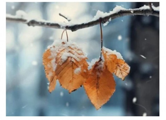 В ближайшие дни ожидаются осадки в виде снега