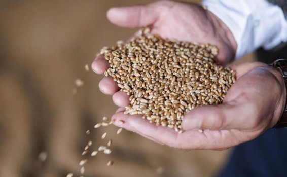 Откуда еще Армения завозит зерно, кроме России