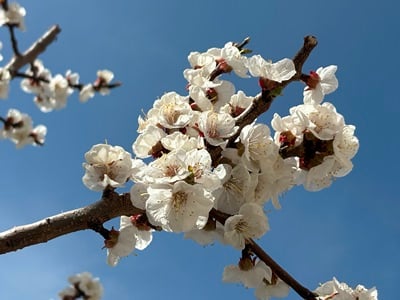 Օդի ջերմաստիճանը կբարձրանա ևս 2-3 աստիճանով
