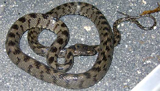 Աֆրիկայում հսկայական օձ են հայտնաբերել զուգարանակոնքում