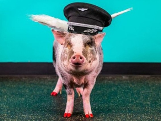 Սան Ֆրանցիսկոյի օդանավակայանի այցելուներին սկսել է դիմավորել կիսաշրջազգեստով խոզ