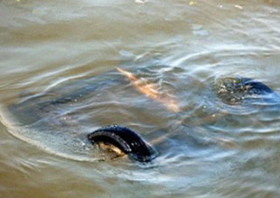 Լիճքում ավտոմեքենան ընկել է գետը