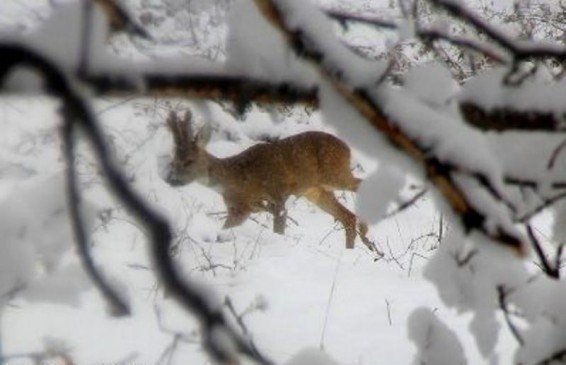 «Շիկահող» պետական արգելոցում ստուգայցերի ընթացքում հանդիպել են 5 հատ եվրոպական այծյամ
