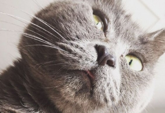 Photo. «Զարմացած» հայացքով կատուն իր լուսանկարներով «գրավել» է համացանցը