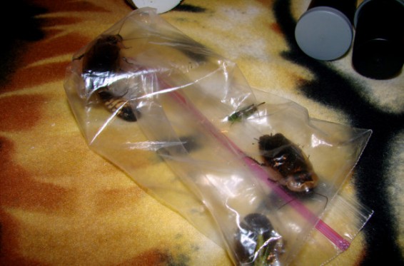 Ավստրիացին դատարան է փորձել մտնել՝ խավարասերներով լի տոպրակը ձեռքին