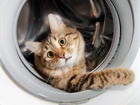 Երկու էստոնացիների տուգանել են լվացքի մեքենայի մեջ կատվին պտտելու համար