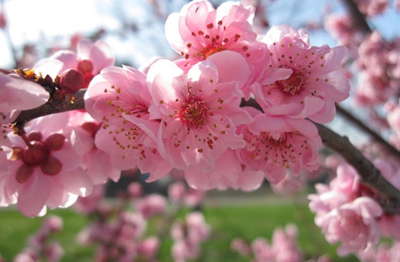 Ջերմաստիճանը մարտի 20-ից կբարձրանա. առաջիկա 5 օրվա եղանակը