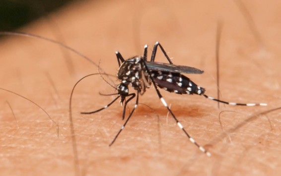 ԱՄՆ-ում մոտ 300 կնոջ մոտ զիկա վիրուս է հայտնաբերվել