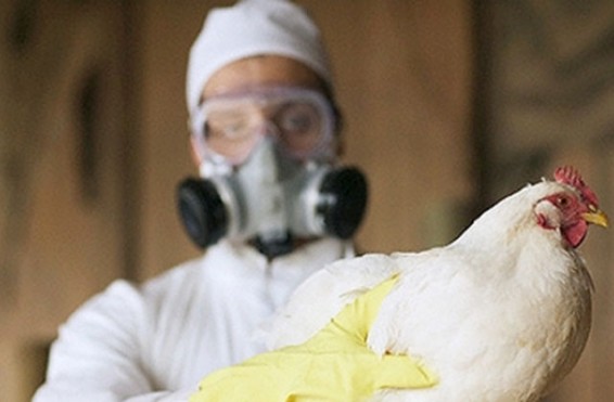 Տիբեթում գրանցվել է մարդու կողմից H7N9 թռչնագրիպով վարակման առաջին դեպքը