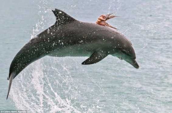 Photo. Դելֆինին «հեծած» ութոտնուկի լուսանկարները տարածվել են համացանցում