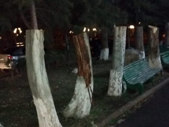 Դավիթաշենում 23 բարդի հատելու մեջ մեղադրվողի պաշտպանը դիմել է Վերաքննիչ