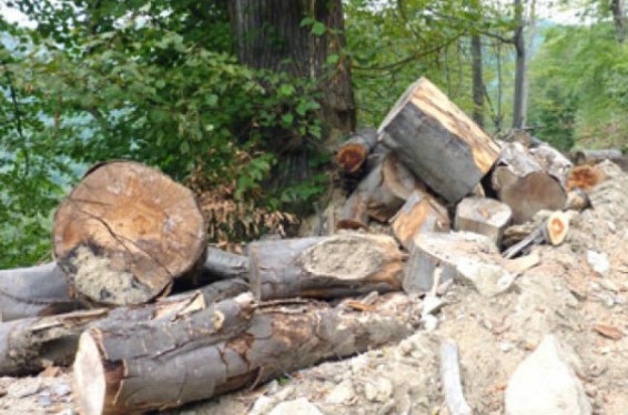 Սյունիքում ապօրինի ծառահատման դեպքով Ճակատեն գյուղի 3 բնակիչ ներգրավվել է որպես կասկածյալ. ՔԿ