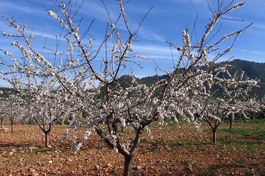 Հայաստանի հովտային և նախալեռնային գոտիներում ցրտահարությունների վտանգը կարելի է համարել ավարտված