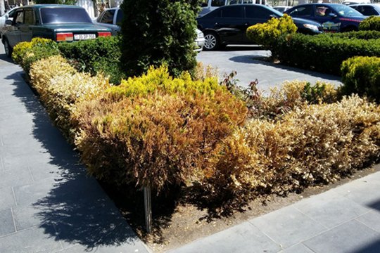 «Երևան Սիթին, փաստորեն, օրենքից դուրս». «Բարև Երևան»