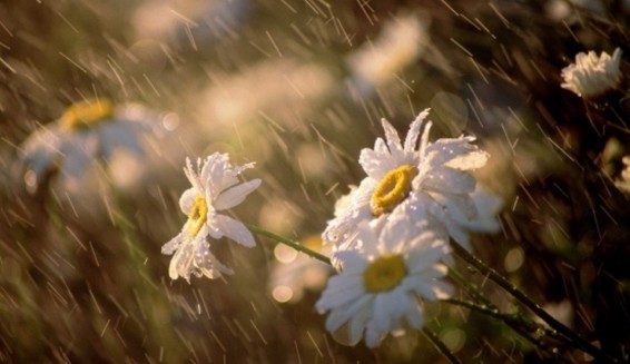 Երևանում և շրջաններում անձրև ու ամպրոպ է սպասվում