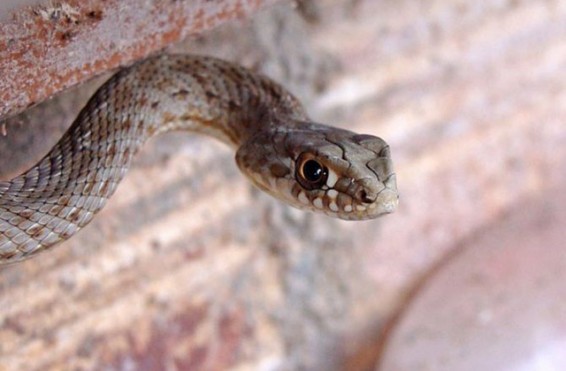 Գյուրզայի ձագ՝ Երևանի տներից մեկում