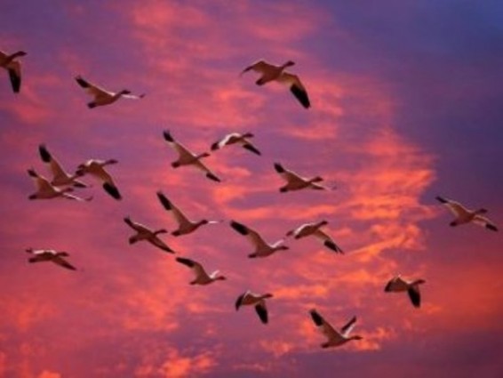 Մայիսի 10-ը Չվող թռչունների համաշխարհային օրն է