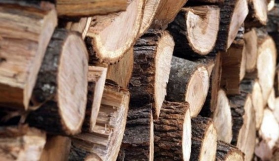 «Դիլիջան Ազգային Պարկ»-ում ծառահատումների գործով տեսուչը ձերբակալվել է