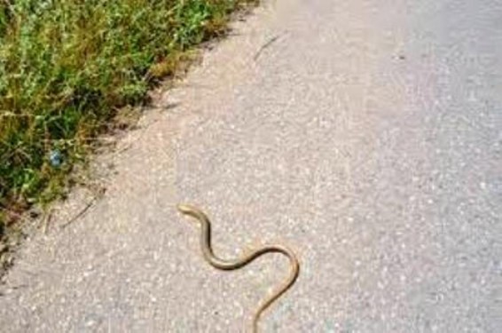 Հայտնաբերվել է օձ